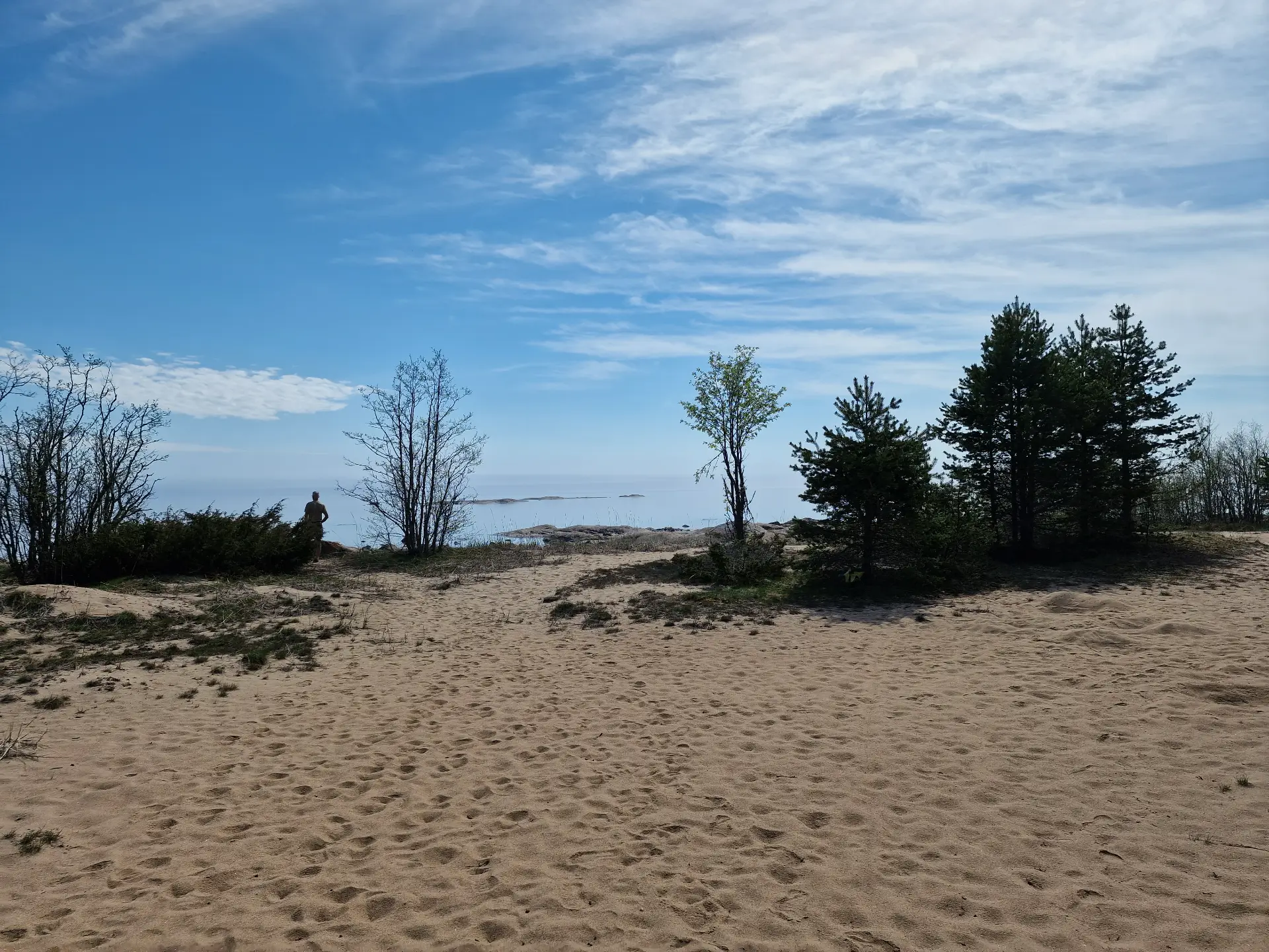 Sandy beach with pines and a view of the sea